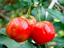 acerola