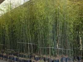 bambuza-1_site