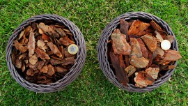 casca-pinus-2_site