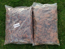 casca-pinus-3_site