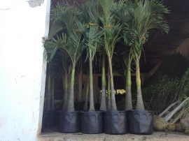 catechu-2_site