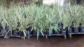 dionela-variegata800