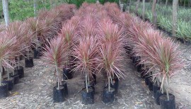 dracenatricolor-1_site