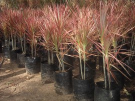dracenatricolor-2_site