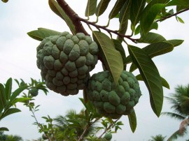 fruta_do_conde
