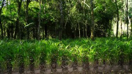 palmeira-areca-1_site