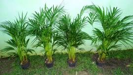 palmeira-areca-2_site