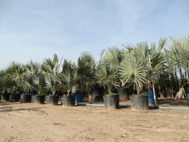 palmeira-azul_site
