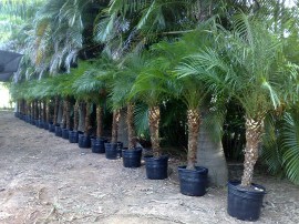 palmeira-fenix_site