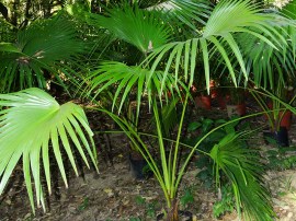 palmeira-leque_site