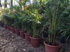 palmeira_areca