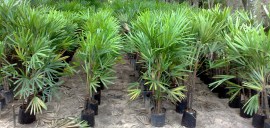 palmeiraraphis-1_site