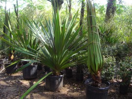 pandanus-1_site